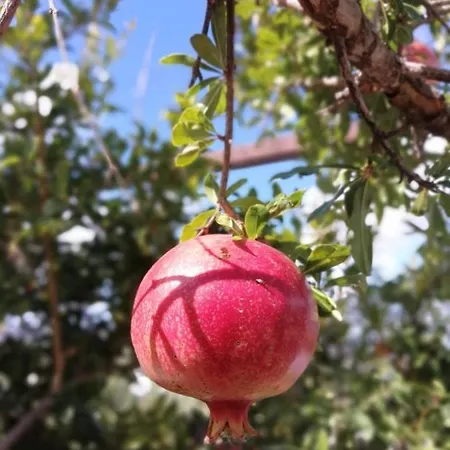 Faith's Stone House Venkovský dům