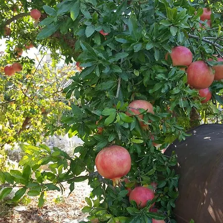 Faith's Stone House Venkovský dům