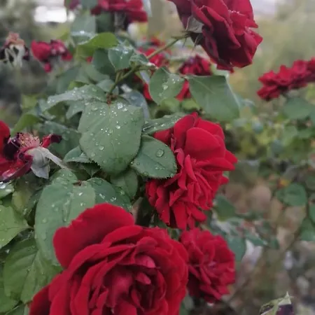 Faith's Stone House Casa di campagna
