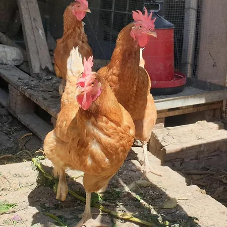Casa di campagna Faith's Stone House