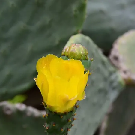 Casa di campagna Faith's Stone House *