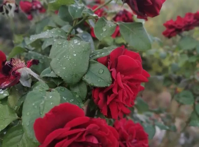Faith's Stone House Lantställe