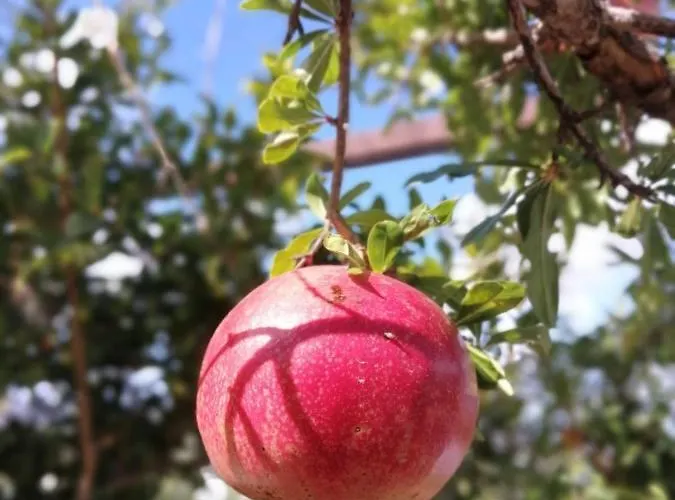 Faith's Stone House カントリーハウス