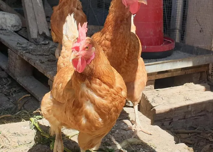 Hétvégi ház Faith's Stone House